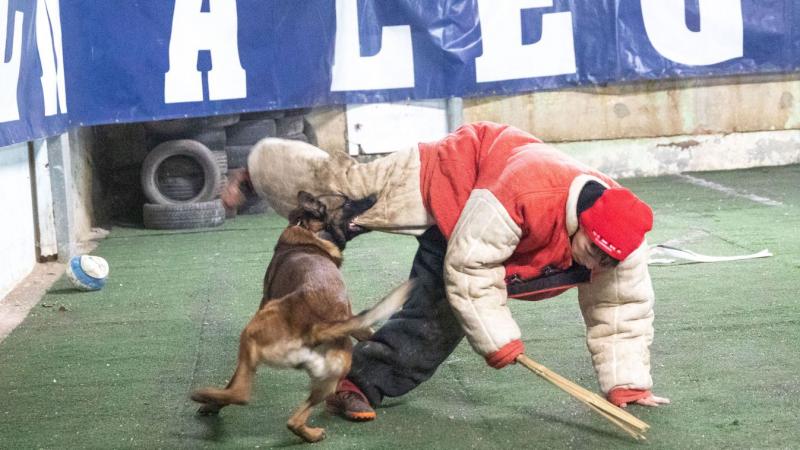 ZAOL - Felelős kutyatartás: minden kutyának kijár egy tető a feje fölé (galéria, videó)