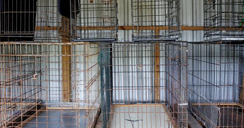 Ez a kutyafajta a leggyakrabban alkalmazott állatkísérletek során, és sok esetben éveken át sötétben tartják őket, soha nem tapasztalva meg a napfény jótékony hatásait.