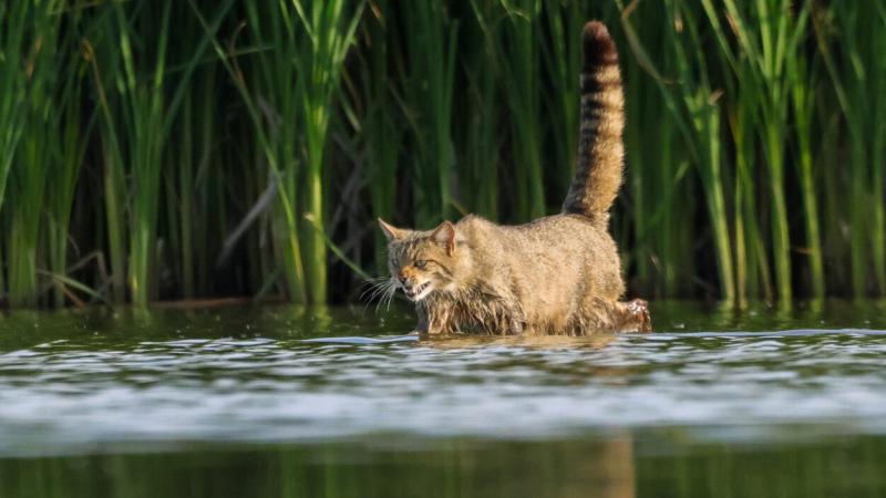 Öt árva vadmacska életét mentették meg magyar szakemberek | National Geographic

Öt árva vadmacska került biztonságba a magyar szakemberek jóvoltából, akik elkötelezetten dolgoznak a ritka fajok megóvásán. A fiatal állatok számára biztosított menhelyen sz