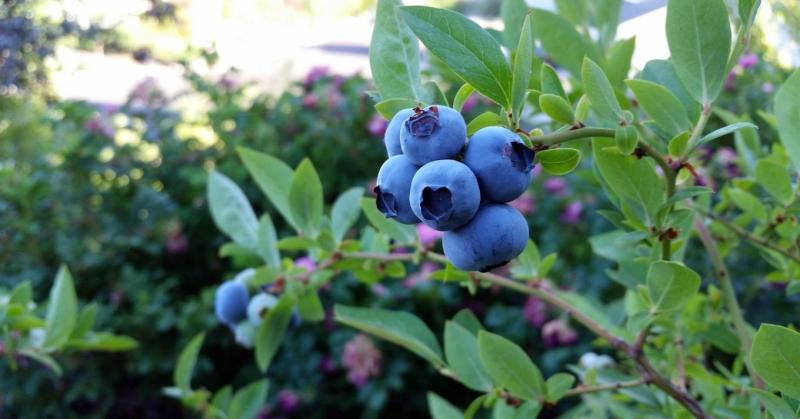 A kereslet folyamatosan növekszik, de vajon elegendő áfonya fog-e díszelegni a boltok polcain?