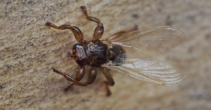 Már csak ez falt elénk: hazánkban is megjelent a japán szarvas-kullancslégy.
